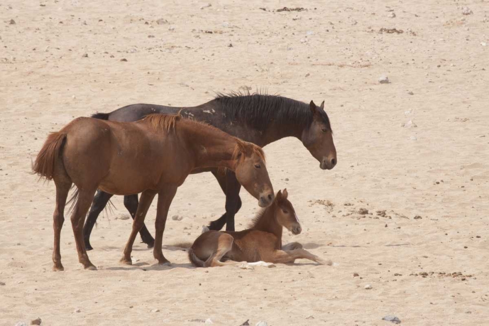 Namibia, Aus Wild horses on the Namib Desert art print by Wendy Kaveney for $57.95 CAD